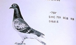 李诞爆料信鸽完整版视频,完整版视频内容深度解析