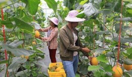 龙南网红吃瓜,揭秘网络舆论背后的真相