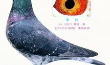 李诞爆料信鸽完整版视频,完整版视频内容深度解析