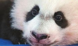 最新爆料熊猫视频,揭秘幕后真相，带你走进神秘世界