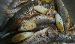 蚝油小鱼爆料视频教程大全