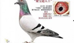李诞爆料信鸽完整版视频,完整版视频内容深度解析