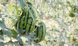 龙南网红吃瓜,揭秘网络舆论背后的真相