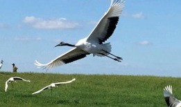 鹤啸九天全集在线观看,穿越仙侠世界，探寻无尽奥秘！