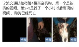 二狗很忙爆料视频,独家爆料视频揭秘幕后故事