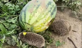 专门吃网红瓜的群聊名称,群聊名称背后的热门话题与幕后故事