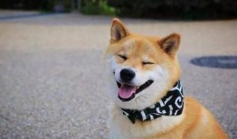 柴犬男星爆料视频,娱乐圈背后的真实爆料视频