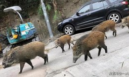 杭州大野猪爆料事件视频,神秘巨兽现身引发全民热议