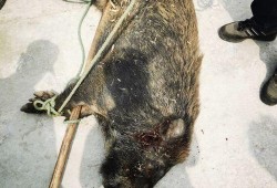 杭州大野猪爆料事件视频,神秘巨兽现身引发全民热议