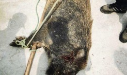 杭州大野猪爆料事件视频,神秘巨兽现身引发全民热议