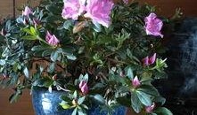 崩铁最新爆料大丽花,大丽花背后的神秘力量揭秘