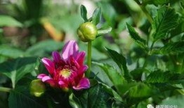 崩铁最新爆料大丽花,大丽花背后的神秘力量揭秘