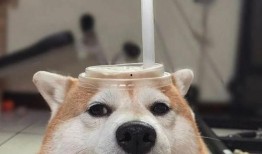 安娜贝尔八哥在线观看,揭秘神秘鸟类的奇幻之旅