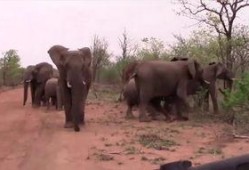 屋顶的大象在线观看,一场别开生面的视觉盛宴