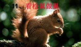 娱乐吃瓜小松鼠小说,小松鼠的吃瓜日常