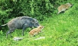 杭州大野猪爆料事件视频,神秘巨兽现身引发全民热议