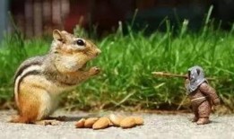 娱乐吃瓜小松鼠小说,小松鼠的吃瓜日常