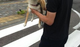 柴犬男星爆料视频,娱乐圈背后的真实爆料视频