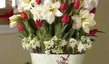 崩铁最新爆料大丽花,大丽花背后的神秘力量揭秘