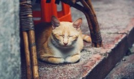 猫神续约爆料视频大全最新